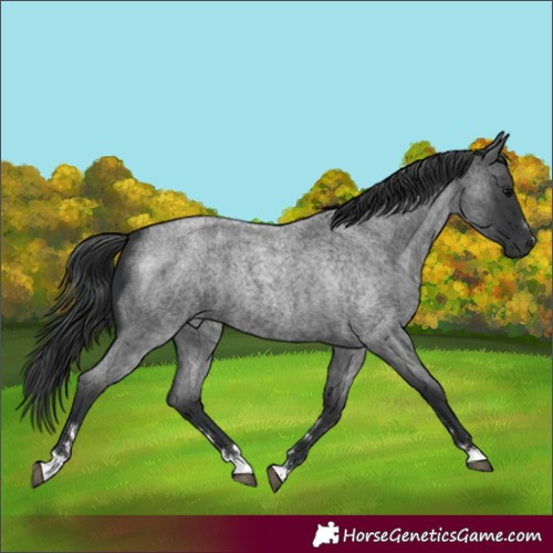 Horse Color:Blue Roan 