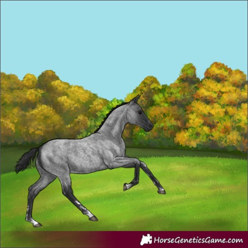 Horse Color:Blue Roan 