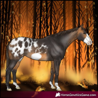 Horse Color:Buckskin Frame Blanket 