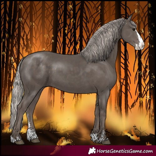Horse Color:Silver Black Sabino Splash