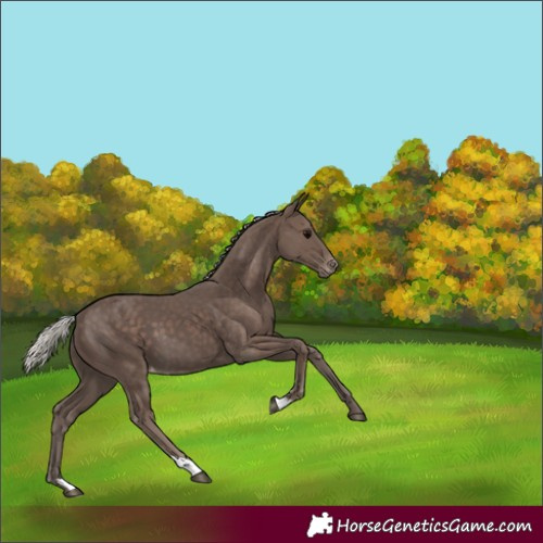 Horse Color:Silver Black Appaloosa