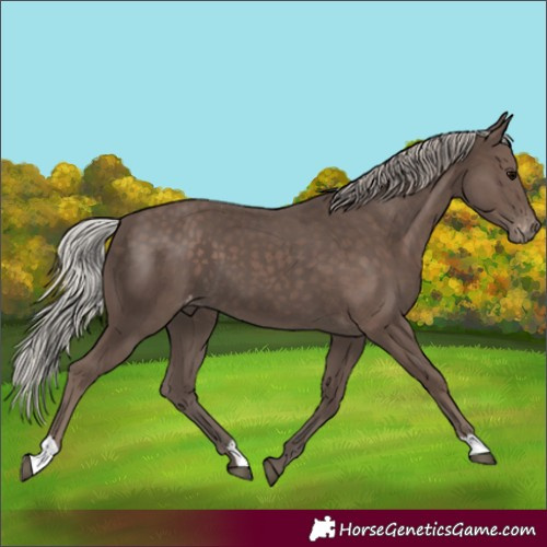 Horse Color:Silver Black Varnish