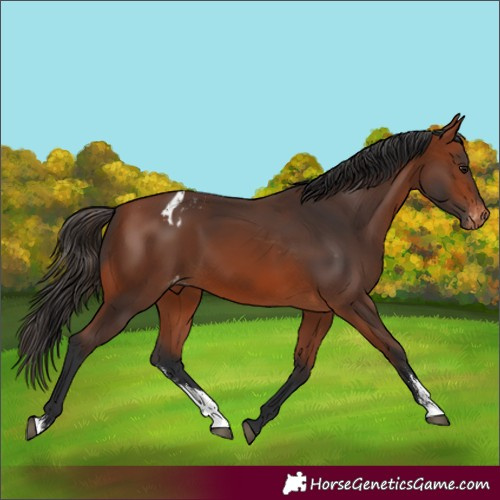 Horse Color:Bay Sabino Varnish