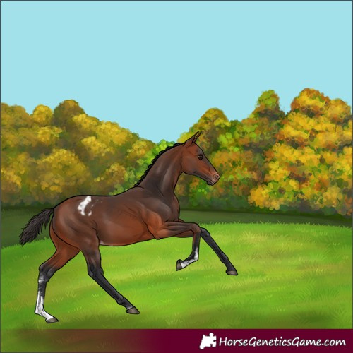 Horse Color:Bay Sabino Appaloosa 