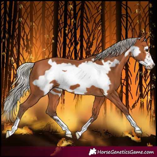 Horse Color:Silver Bay Frame