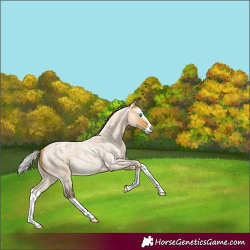 Horse Color:Silver Buckskin Roan Splash 