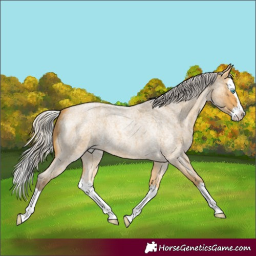 Horse Color:Silver Buckskin Roan Splash