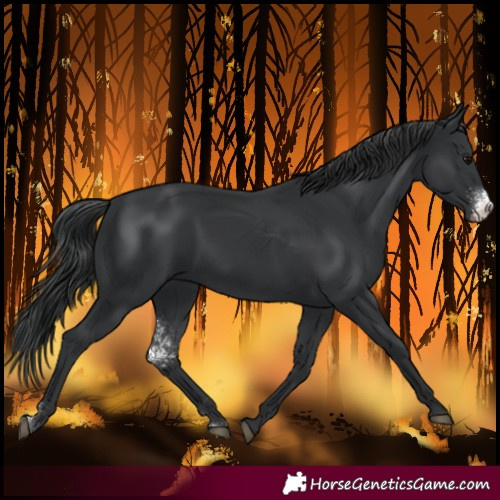 Horse Color:Black Sabino 