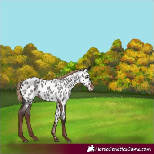 Horse Color:Liver Red Roan Appaloosa 