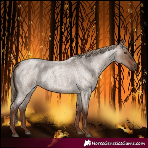 Horse Color:Liver Red Dun Roan 