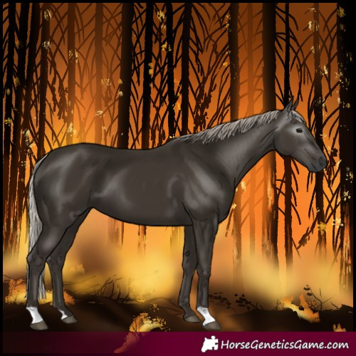 Horse Color:Gray Silver Black 