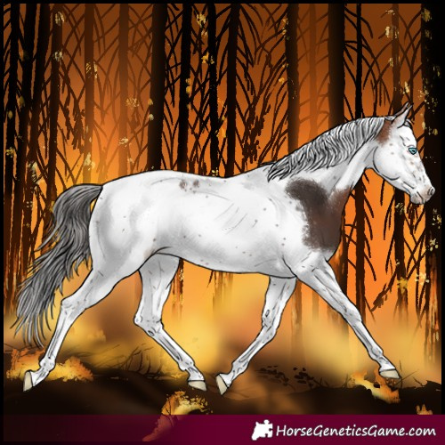 Horse Color:Bay Splash Tobiano Frame 