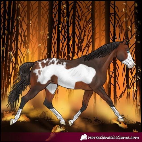 Horse Color:Bay Frame Blanket