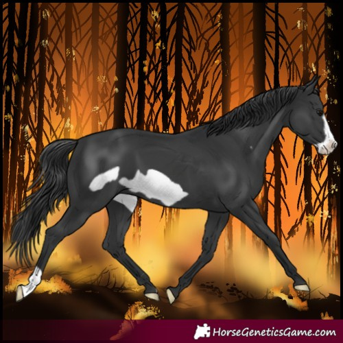 Horse Color:Black Frame 