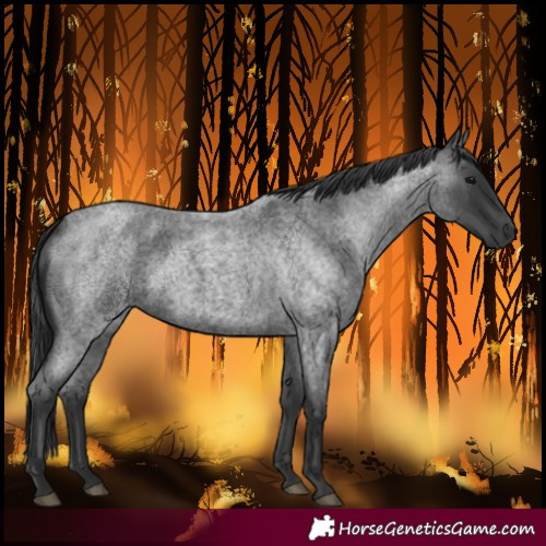 Horse Color:Blue Roan