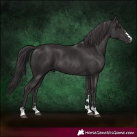 Horse Color:Smoky Black 