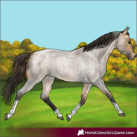 Horse Color:Buckskin Roan Dun Tobiano Rabicano