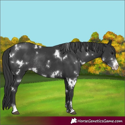 Horse Color:White Spotted Black Sabino Rabicano