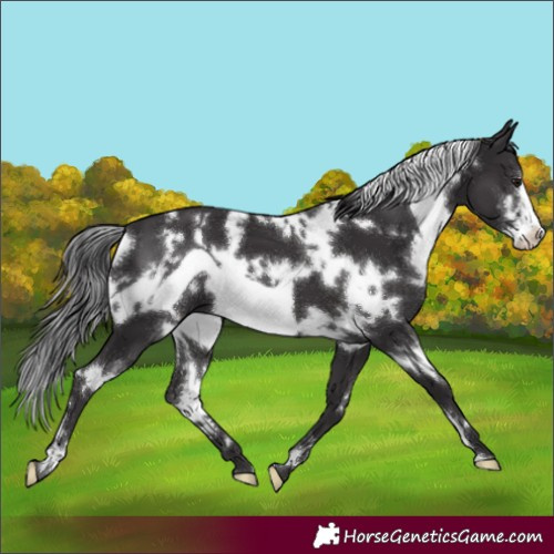 Horse Color:White Spotted Smoky Black Frame