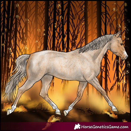 Horse Color:Palomino Roan 