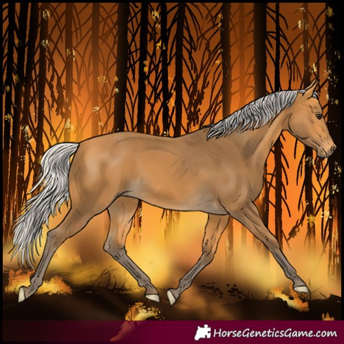 Horse Color:Silver Buckskin 