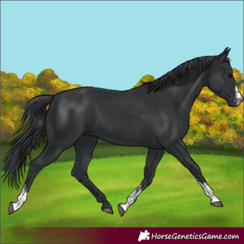 Horse Color:Black Sabino