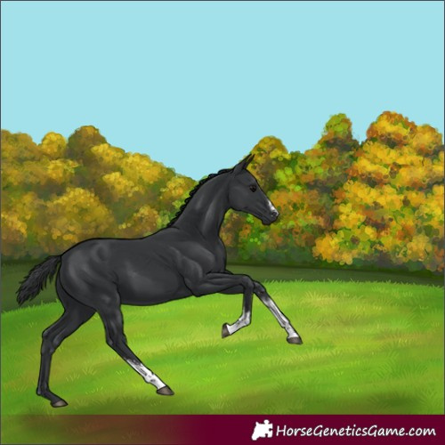 Horse Color:Black Sabino