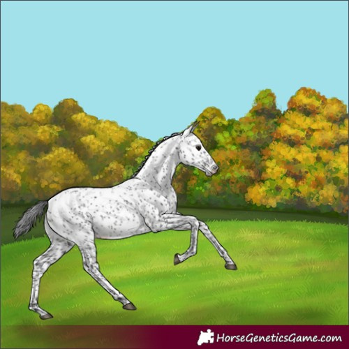 Horse Color:Black Sabino Rabicano