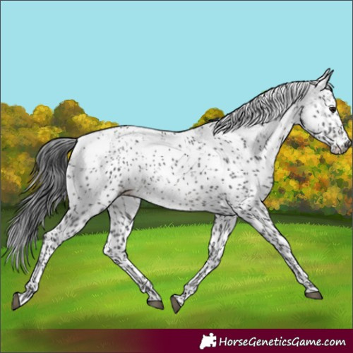 Horse Color:Black Sabino Rabicano 