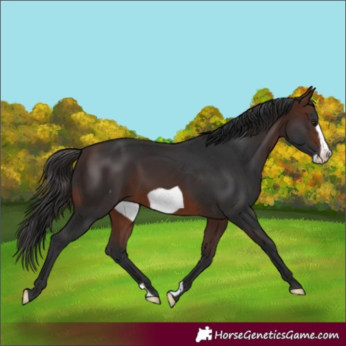 Horse Color:Brown Frame