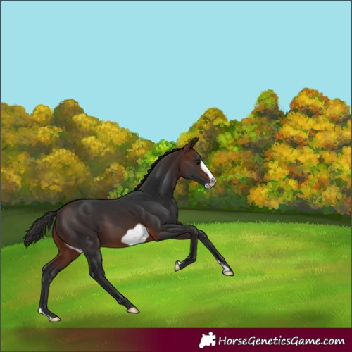 Horse Color:Brown Frame
