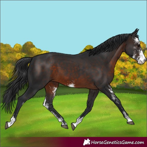 Horse Color:Brown Sabino 