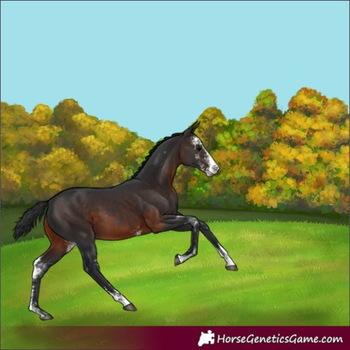 Horse Color:Brown Sabino 