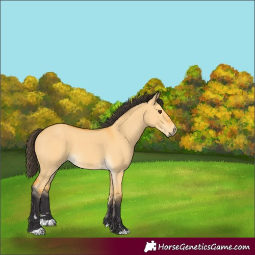Horse Color:Unknown 