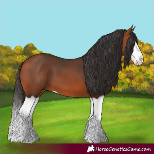 Horse Color:Bay Splash