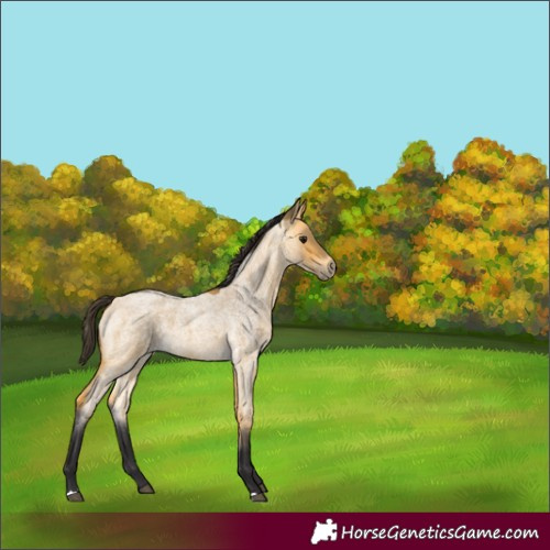 Horse Color:Unknown 