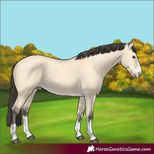 Horse Color:Buckskin Dun 