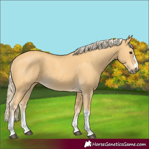 Horse Color:Palomino 