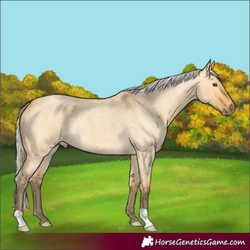Horse Color:Silver Buckskin Roan Dun