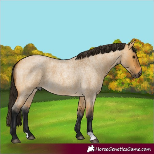 Horse Color:Gray Buckskin Roan Dun