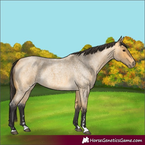 Horse Color:Buckskin Roan