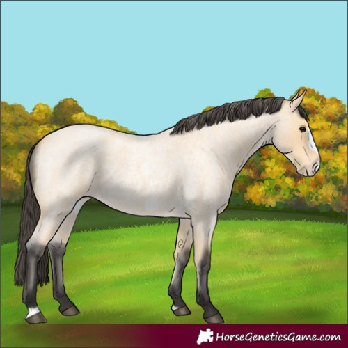 Horse Color:Buckskin Roan Frame