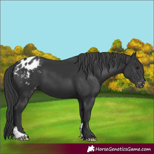 Horse Color:Black Varnish 