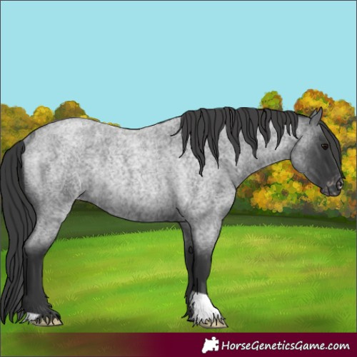 Horse Color:Blue Roan Varnish Rabicano 