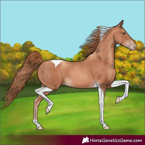 Horse Color:Gold Champagne Tobiano
