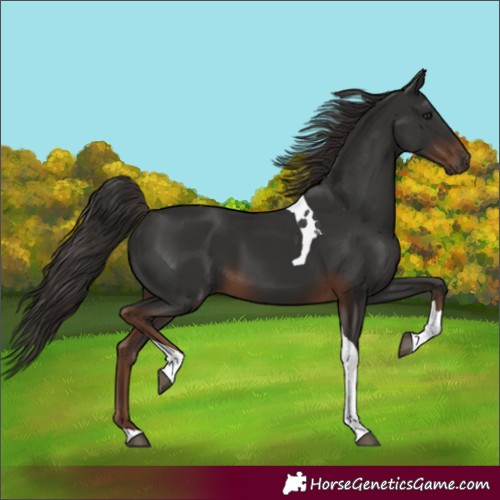 Horse Color:Unknown 