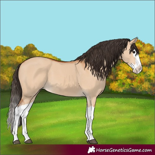 Horse Color:Bay Dun Splash