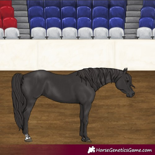 Horse Color:Smoky Black  and Smoky Black 
