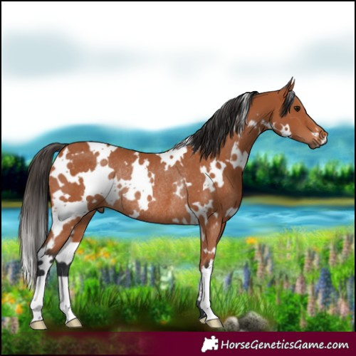 Horse Color:White Spotted Bay Rabicano