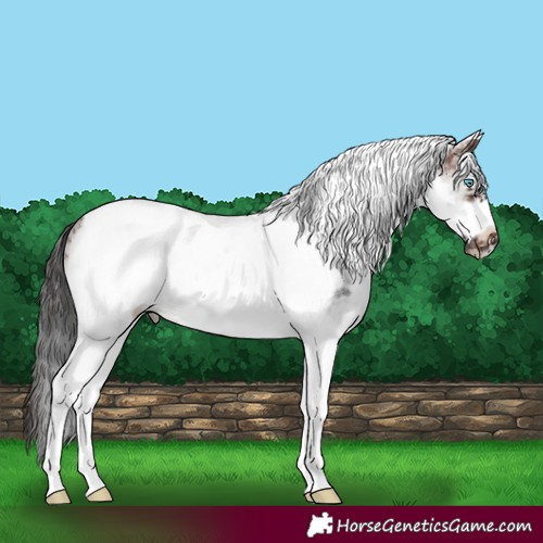 Horse Color:White Spotted Brown Tobiano Frame